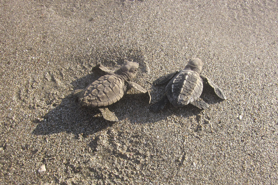 Pretoma-Turtle-Rescue-Release