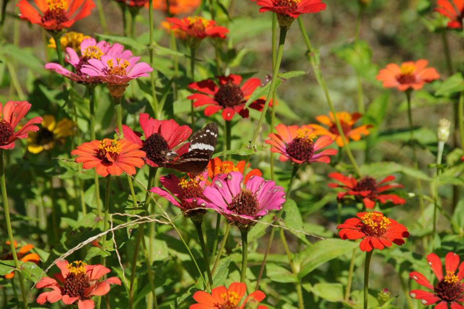 butterfly-flowers