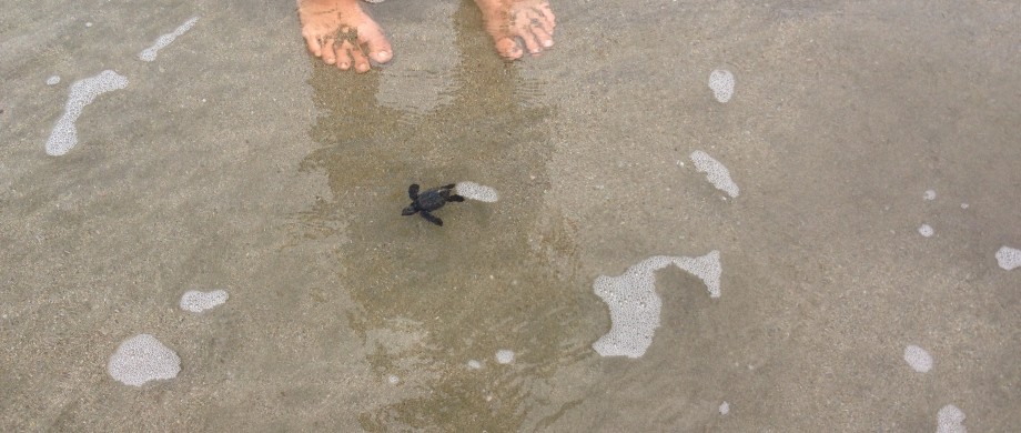 sea turtles nesting costa rica
